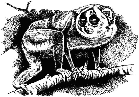 Иллюстрация к книге — Наука джунглей [i_001.jpg]