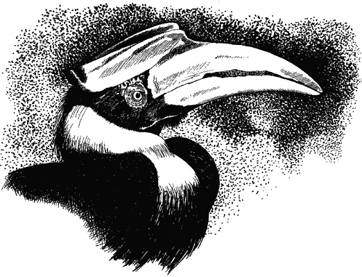 Иллюстрация к книге — Наука джунглей [i_006.jpg]