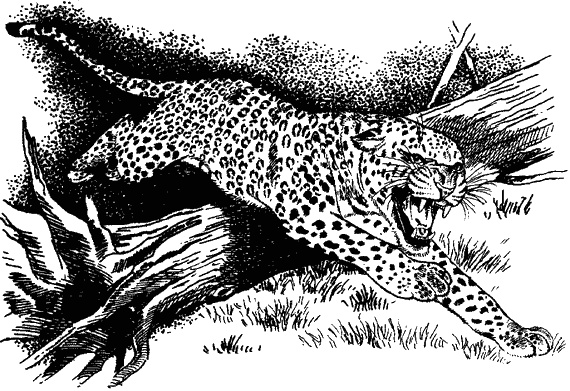 Иллюстрация к книге — Наука джунглей [i_011.jpg]