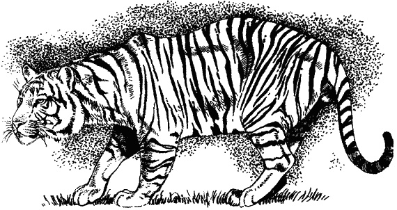 Иллюстрация к книге — Наука джунглей [i_014.jpg]