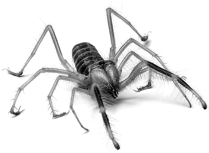 Иллюстрация к книге — Армейские байки. Как я отдавал Священный долг в Советской армии [i_026.jpg]