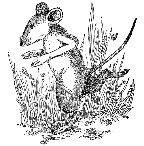 Иллюстрация к книге — Татуированный пес [i_022.jpg]