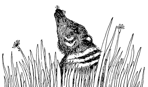 Иллюстрация к книге — Татуированный пес [i_027.jpg]