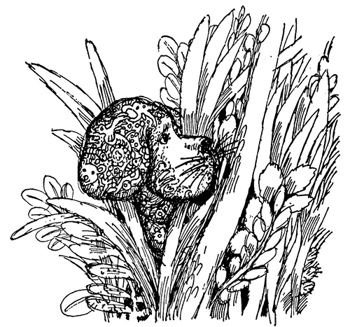 Иллюстрация к книге — Татуированный пес [i_031.jpg]