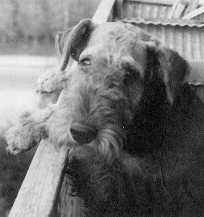 Иллюстрация к книге — Былое и думы собаки Диты [i_001.jpg]