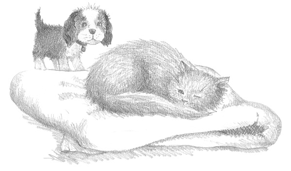 Иллюстрация к книге — Щенок Тимми, или Я иду искать! [i_051.jpg]