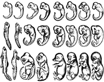 Иллюстрация к книге — Разные человечества. Эволюция. Разум. Антропология [_13.jpg]