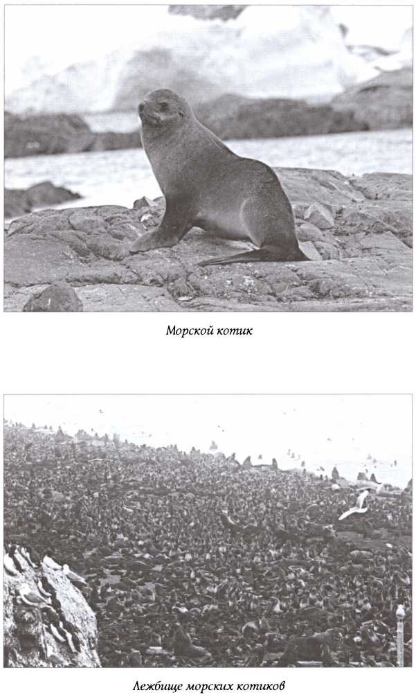 Иллюстрация к книге — Под флагом России [img_3.jpg]