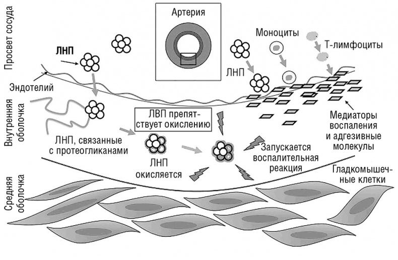 Иллюстрация к книге — Здоровое сердце. Издание XXI века [i_008.jpg]