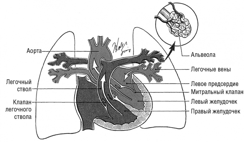 Иллюстрация к книге — Здоровое сердце. Издание XXI века [i_038.jpg]