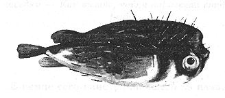 Иллюстрация к книге — Книга рыб Гоулда [_03.jpg]