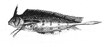 Иллюстрация к книге — Книга рыб Гоулда [_09.jpg]