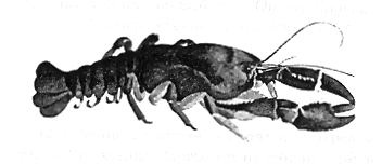 Иллюстрация к книге — Книга рыб Гоулда [_10.jpg]