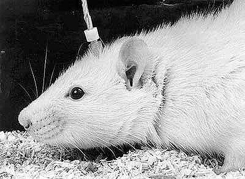 Иллюстрация к книге — Секс, игра и шоколад. Удовольствия и пристрастия [i_008.jpg]