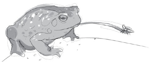 Иллюстрация к книге — Анатомия глупости [i_014.jpg]