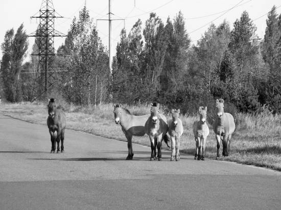 Иллюстрация к книге — Чернобыль. Реальный мир [_05_photo.jpg]