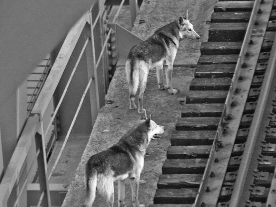 Иллюстрация к книге — Чернобыль. Реальный мир [_22_photo.jpg]