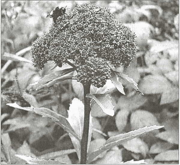 Иллюстрация к книге — Тайны древних бриттов [i_057.jpg]