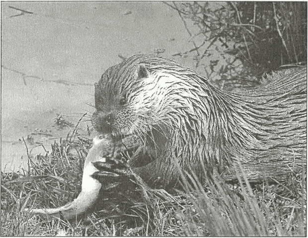 Иллюстрация к книге — Тайны древних бриттов [i_062.jpg]