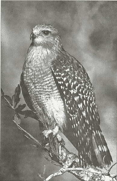 Иллюстрация к книге — Тайны древних бриттов [i_063.jpg]