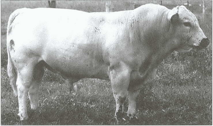 Иллюстрация к книге — Тайны древних бриттов [i_112.jpg]