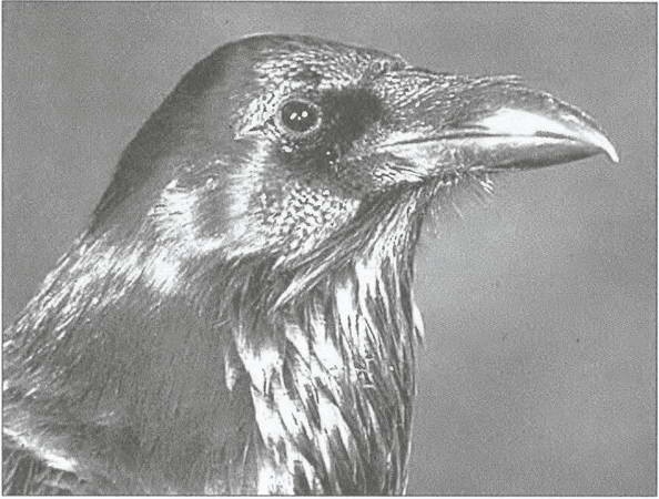 Иллюстрация к книге — Тайны древних бриттов [i_113.jpg]