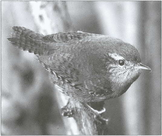 Иллюстрация к книге — Тайны древних бриттов [i_114.jpg]