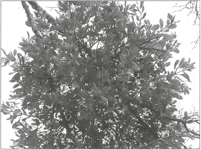 Иллюстрация к книге — Тайны древних бриттов [i_116.jpg]