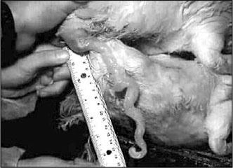 Иллюстрация к книге — Секс, водка, потанцуем? Природа удовольствий [i_005.jpg]