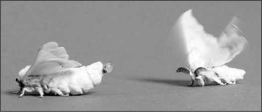 Иллюстрация к книге — Секс, водка, потанцуем? Природа удовольствий [i_030.jpg]