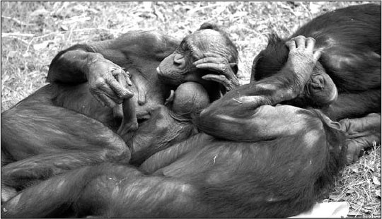 Иллюстрация к книге — Секс, водка, потанцуем? Природа удовольствий [i_033.jpg]