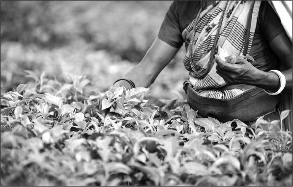 Иллюстрация к книге — Секс, водка, потанцуем? Природа удовольствий [i_038.jpg]