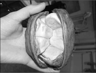 Иллюстрация к книге — Секс, водка, потанцуем? Природа удовольствий [i_044.jpg]