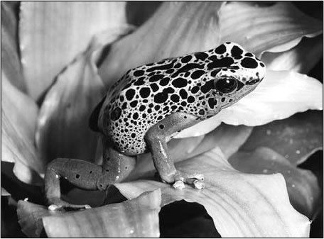 Иллюстрация к книге — Секс, водка, потанцуем? Природа удовольствий [i_062.jpg]