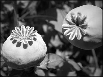 Иллюстрация к книге — Секс, водка, потанцуем? Природа удовольствий [i_087.jpg]