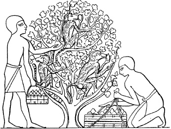 Иллюстрация к книге — Жизнь в Древнем Египте [i_054.jpg]