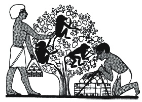 Иллюстрация к книге — Боги и люди Древнего Египта [_099.jpg]