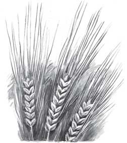 Иллюстрация к книге — Пожар Саниры [i_024.jpg]