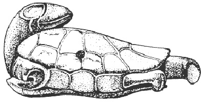 Иллюстрация к книге — Ацтеки. Быт, религия, культура [i_012.jpg]