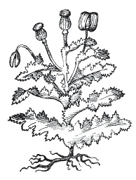 Иллюстрация к книге — Европа в Средние века. Быт, религия, культура [_180.jpg]