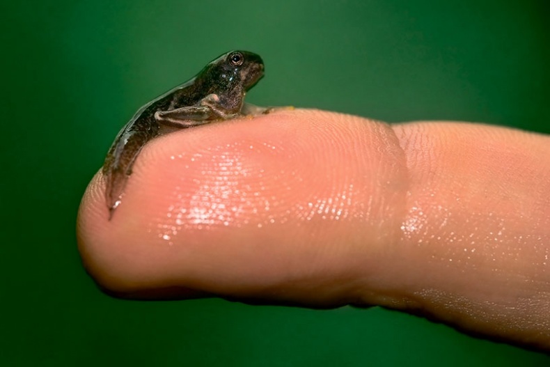 Иллюстрация к книге — Северный Часовой и другие сюжеты [i_057.jpg]