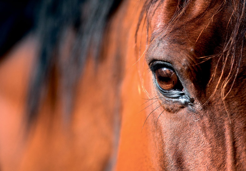 Иллюстрация к книге — Северный Часовой и другие сюжеты [i_158.jpg]