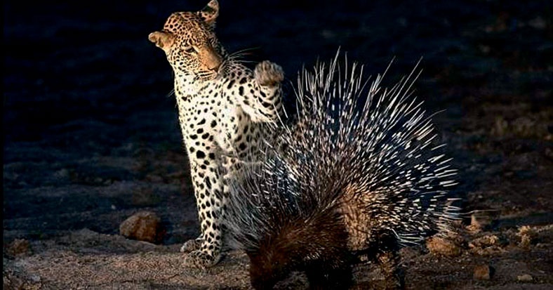 Иллюстрация к книге — Северный Часовой и другие сюжеты [i_221.jpg]