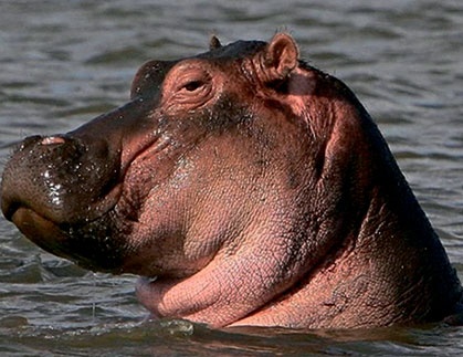 Иллюстрация к книге — Северный Часовой и другие сюжеты [i_236.jpg]