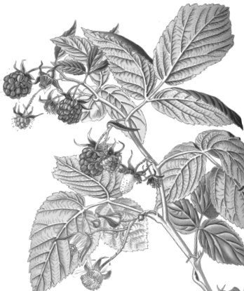 Иллюстрация к книге — Лесные шорохи [i_005.jpg]