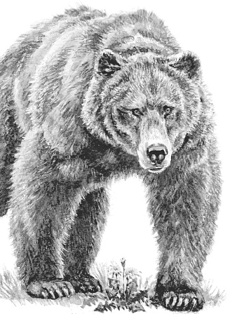 Иллюстрация к книге — Лесные шорохи [i_006.jpg]