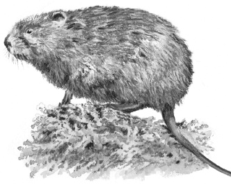 Иллюстрация к книге — Лесные шорохи [i_007.jpg]