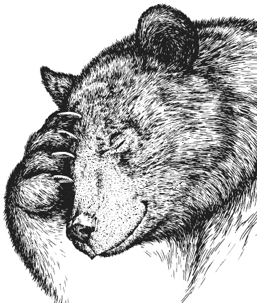 Иллюстрация к книге — Лесные шорохи [i_008.jpg]