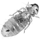 Иллюстрация к книге — Лесные шорохи [i_017.jpg]