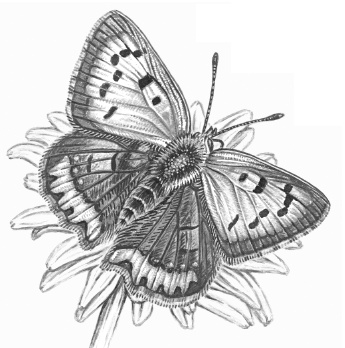 Иллюстрация к книге — Лесные шорохи [i_019.jpg]